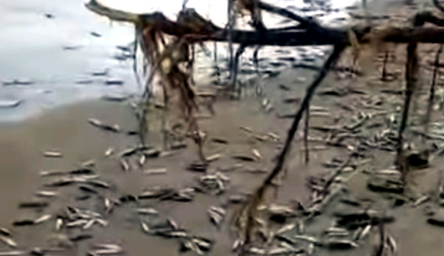 Ribuan Ikan Lemuru Terdampar di Pantai Jimbaran, Warga Berburu di Pesisir