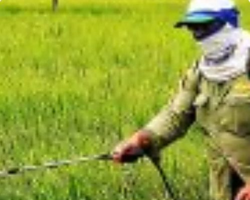 Hanya Menunjukkan KTP Petani Bisa Mendapatkan Pupuk Subsidi