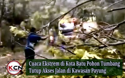 Cuaca Ekstrem di Kota Batu, Pohon Tumbang Tutup Akses Jalan di Kawasan Payung