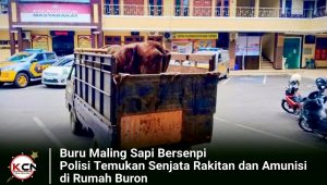 Buru Maling Sapi Bersenpi, Polisi Temukan Senjata Rakitan dan Amunisi di Rumah Buron
